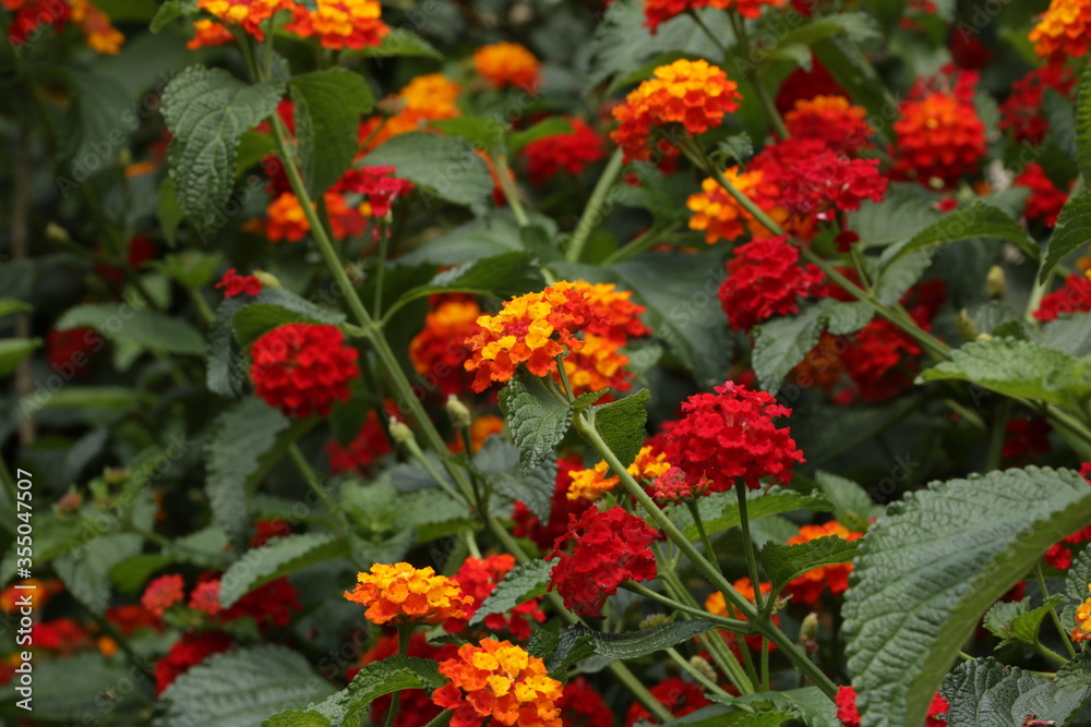yellow and red flowers in a plant garden in early spring yellow and red flowers in a plant garden in early spring