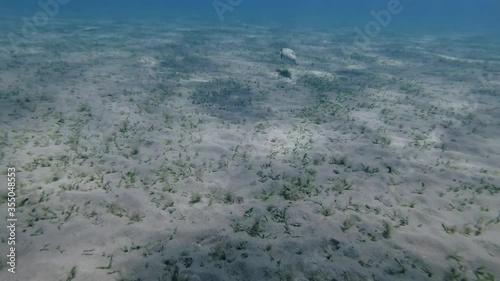 Movie shot from first person. Snorkelers man swim behind the Pufferfish over sandy bottom coveered with green sea grass. Broadbarred Toadfish or White-spotted puffer (Arothron hispidus), Red sea  photo