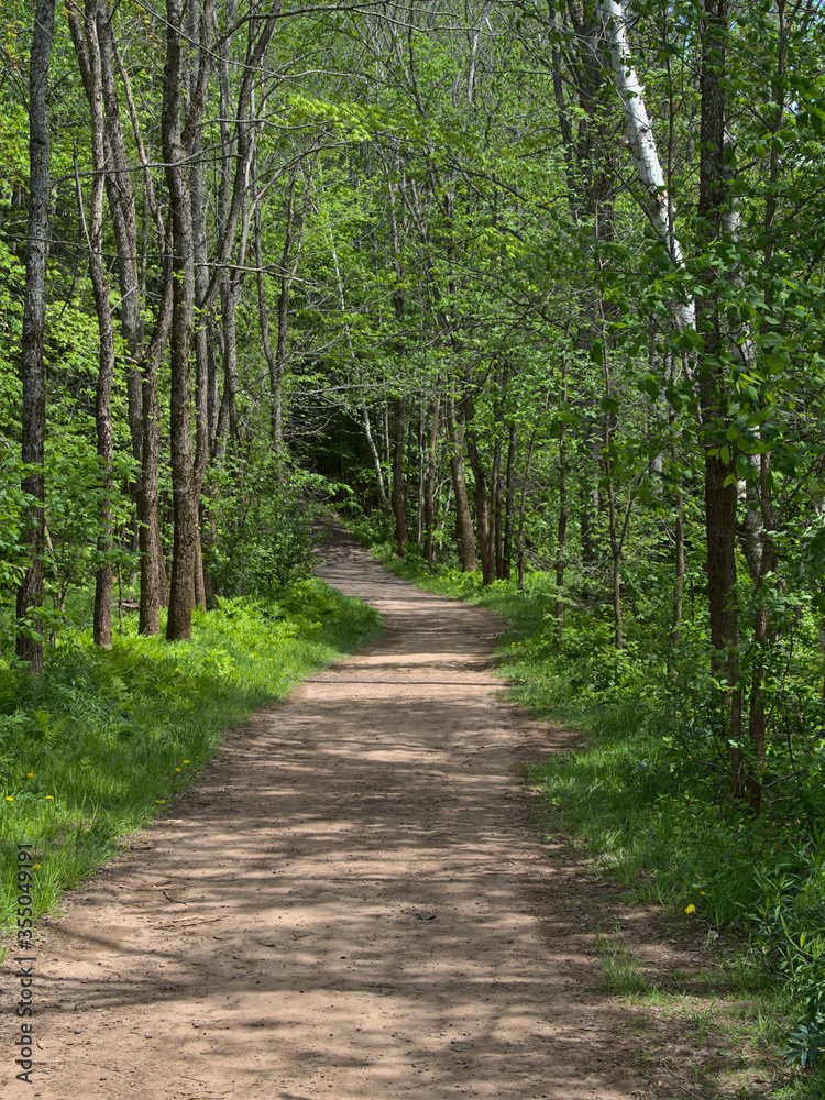 trail through forest