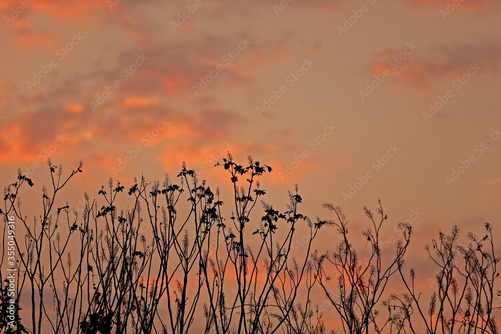 Fototapeta premium sunset with sky in autumn afternoons