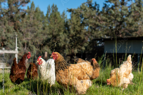 Group of several free-range backyard chickens in a pasture on a ranch in Bend Oregon.