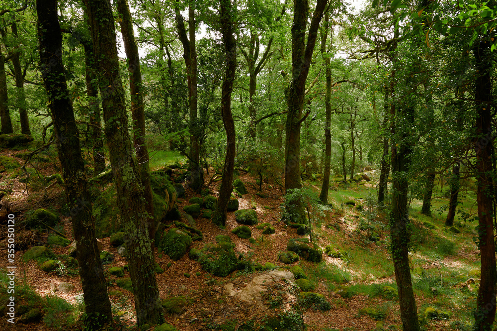 Obraz premium Mata de alnergaria Wood on spring with green trees and brown leafs on the ground