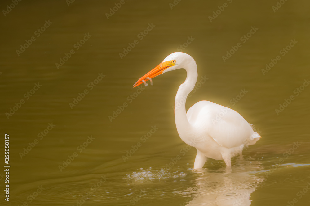 Obraz premium heron fishing