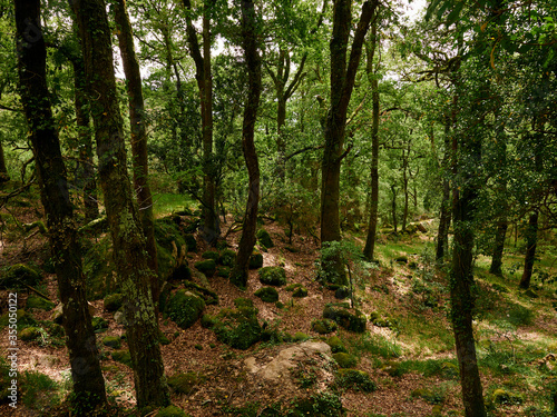 Mata de alnergaria Wood on spring with green trees and brown leafs on the ground