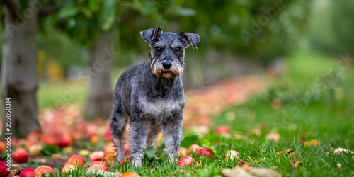 Cuadro en lienzo Miniature Schnauzer in an apple orchard New Zealand