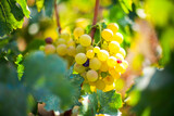 Ripe Vineyard Grapes For Making White Wine