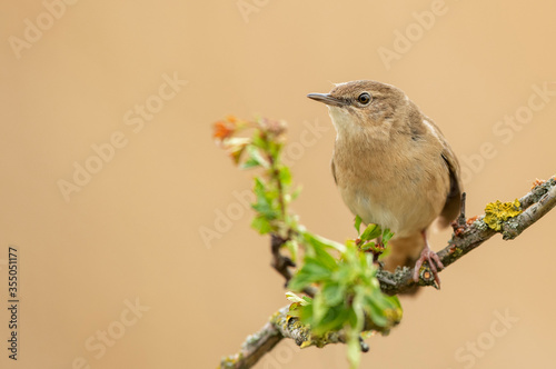 Savi's warbler ( Locustella luscinioides ) close up photo