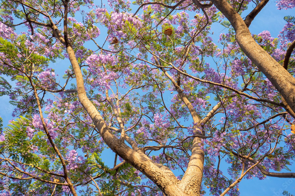 Fototapeta premium Purple Jacaranda tree in bloom in Mexico
