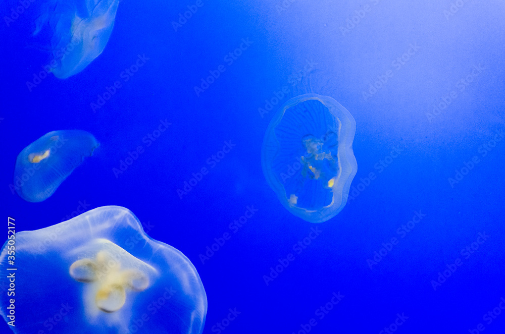 Graceful Jellyfish in Aquarium Graceful Jellyfish in Aquarium