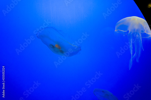 Graceful Jellyfish in Aquarium