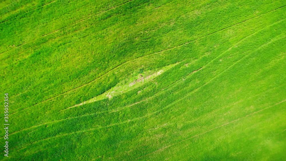 drone flies above agriculture natural field for cultivation spring season drone flies above agriculture natural field for cultivation spring season