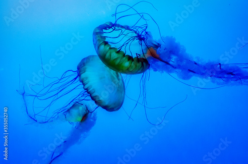 Graceful Jellyfish in Aquarium photo