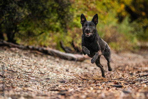 Running Shepherd Dog 