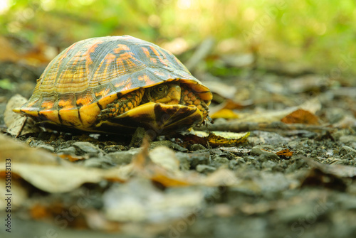 Eastern Box Turtle (Terrapene Carolina Carolina) hiding in its shell.