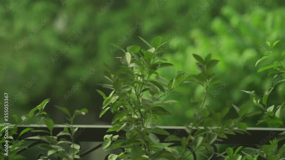 Panning shot revealing small orange tree leaves 4k 30fps Panning shot revealing small orange tree leaves 4k 30fps