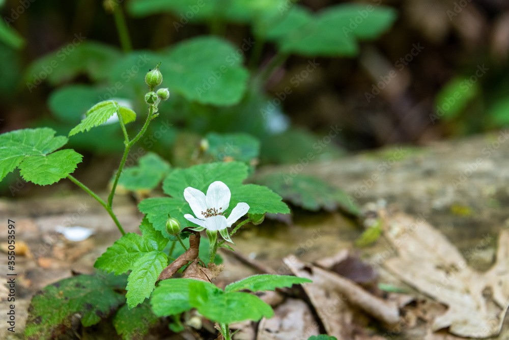 Blackberry vine with white blooms over a log in the woods
Blackberry vine with white blooms over a log in the woods