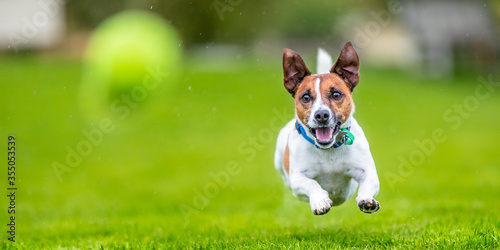 Jack Russell terrier running after a ball