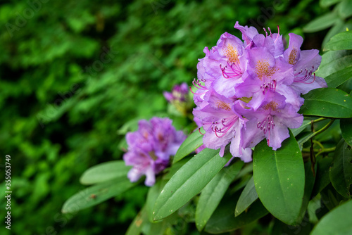 Light purple rhododendron blooming in a garden  as a nature background 