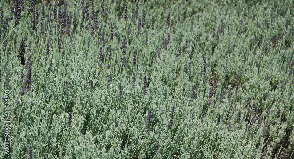 lavender green grass background lavender green grass background