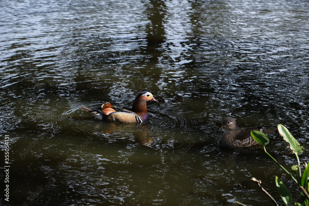 Couple of Mandarin ducks swimming on the pond in the Trent Park, Cockfosters, London, UK. Couple of Mandarin ducks swimming on the pond in the Trent Park, Cockfosters, London, UK.
