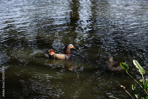 Couple of Mandarin ducks swimming on the pond in the Trent Park, Cockfosters, London, UK.