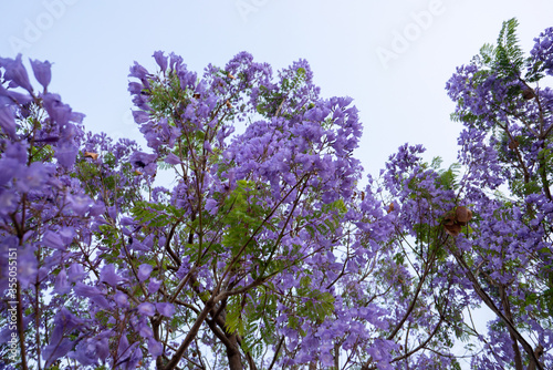 Purple Jacaranda Tree in bloom