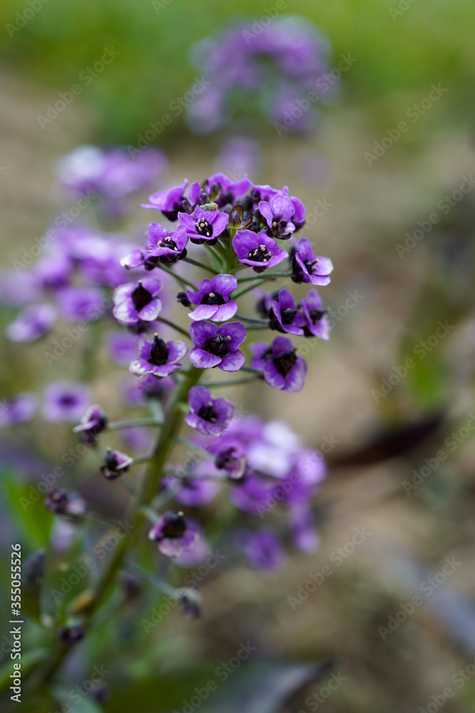 Close up of tiny alyssum flowers. Purple and white flowers.