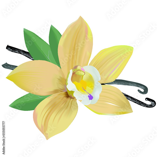 Yellow vanilla flower with leaves and pods. Vanilla flower, pods, leaves isolated on a white background, horizontal composition