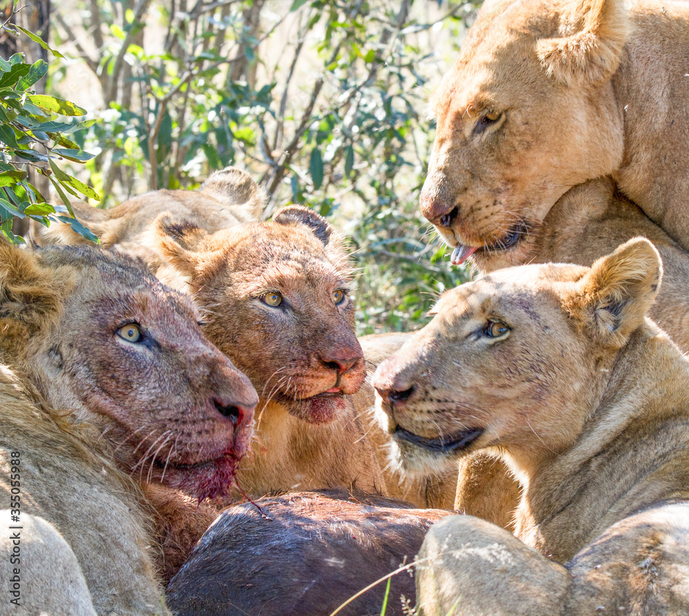 Pride of lions with blooded faces as they eat a buffalo calf kill