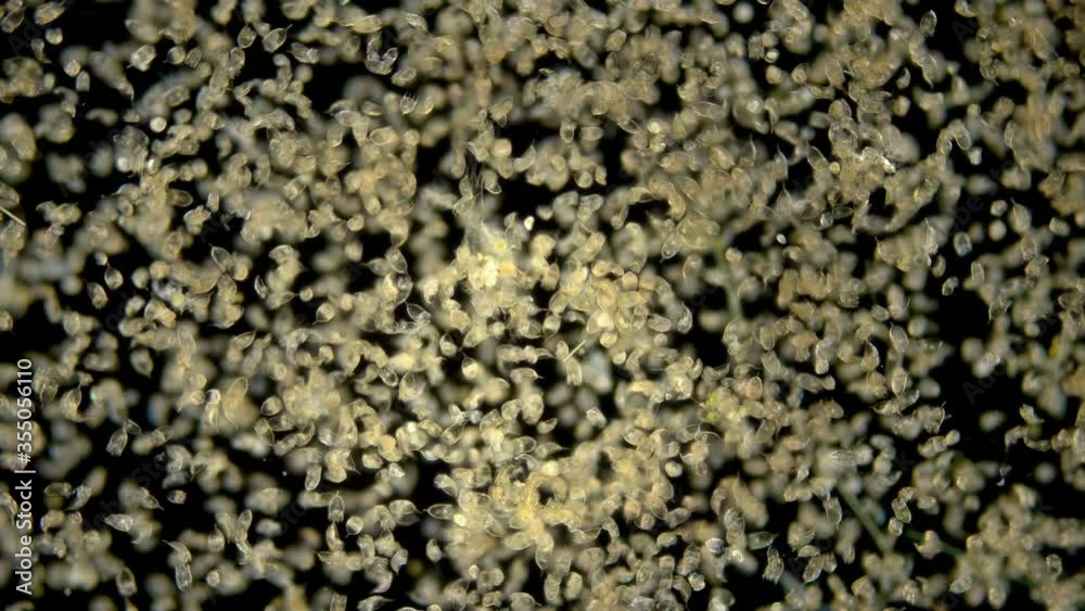 The colony of plankton rotifers Rotifera Keratella Cochlearis, distributed throughout the world, both in salt and freshwater, has a similar protective outer cuticle shell, reproduction in this species The colony of plankton rotifers Rotifera Keratella Cochlearis, distributed throughout the world, both in salt and freshwater, has a similar protective outer cuticle shell, reproduction in this species