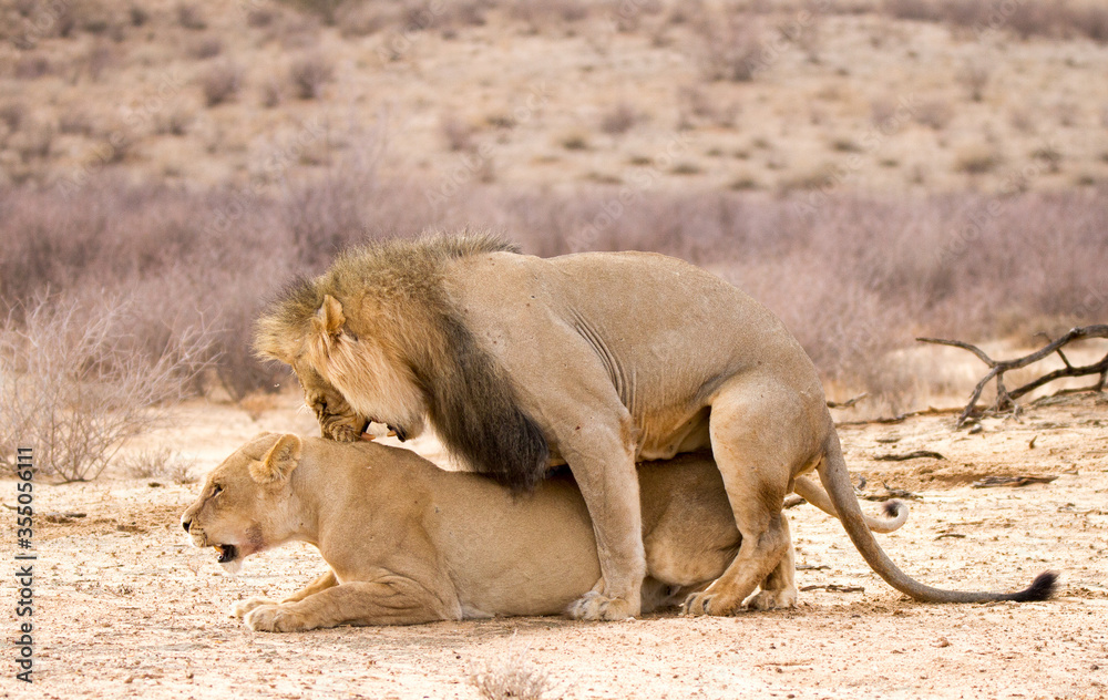 Lions mating in the Kgalagadi Park, South Africa Lions mating in the Kgalagadi Park, South Africa