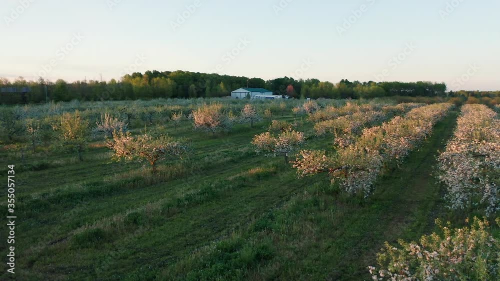Aerial view of fruit orchard. Apple trees in the blooming season. Sunny morning, sunrise (sunset), soft sunlight. Springtime. Drone shot, flying over blossom trees Aerial view of fruit orchard. Apple trees in the blooming season. Sunny morning, sunrise (sunset), soft sunlight. Springtime. Drone shot, flying over blossom trees