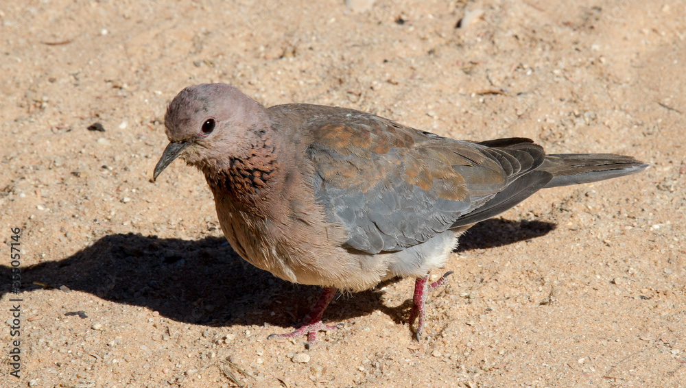 Laughing Dove, a common widespread South African garden bird. Laughing Dove, a common widespread South African garden bird.