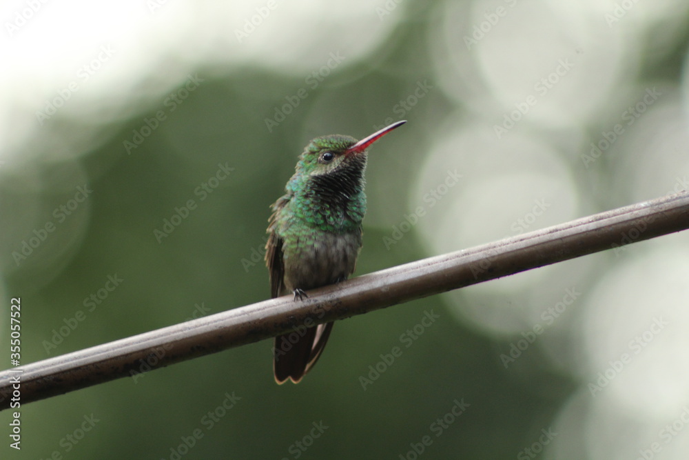 Obraz premium Rufous-tailed Hummingbird Amazilia tzacatl. Taken at Panacam, Lago de Yojoa, Honduras