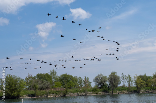 a flock of double-crested cormorant  Phalacrocorax auritus  sea birds flying over a wooded waters edge