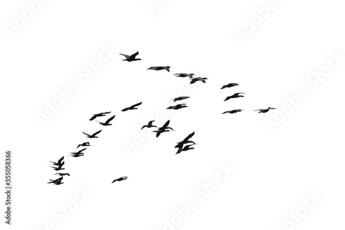 a flock of black double-crested cormorant (Phalacrocorax auritus) sea birds against a pure white sky suitable for compositing