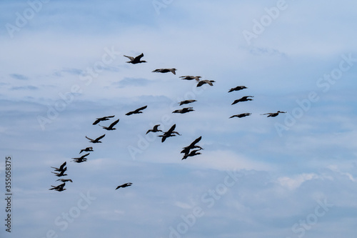 a flock of black double-crested cormorant (Phalacrocorax auritus) sea birds against a blue cloudy sky
