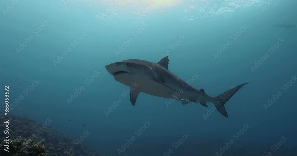 Tiger shark in the Pacific Ocean. Underwater life with fishes and a shark swimming near coral reef in the Ocean. Diving in the clear water 4K Tiger shark in the Pacific Ocean. Underwater life with fishes and a shark swimming near coral reef in the Ocean. Diving in the clear water 4K