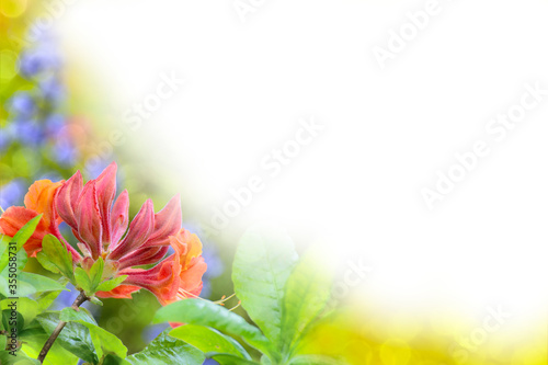 Rhododendron flowers and foliage and blurred garden in the back with bokeh on white make a lovely background for a webpage  an invitation  or a card.