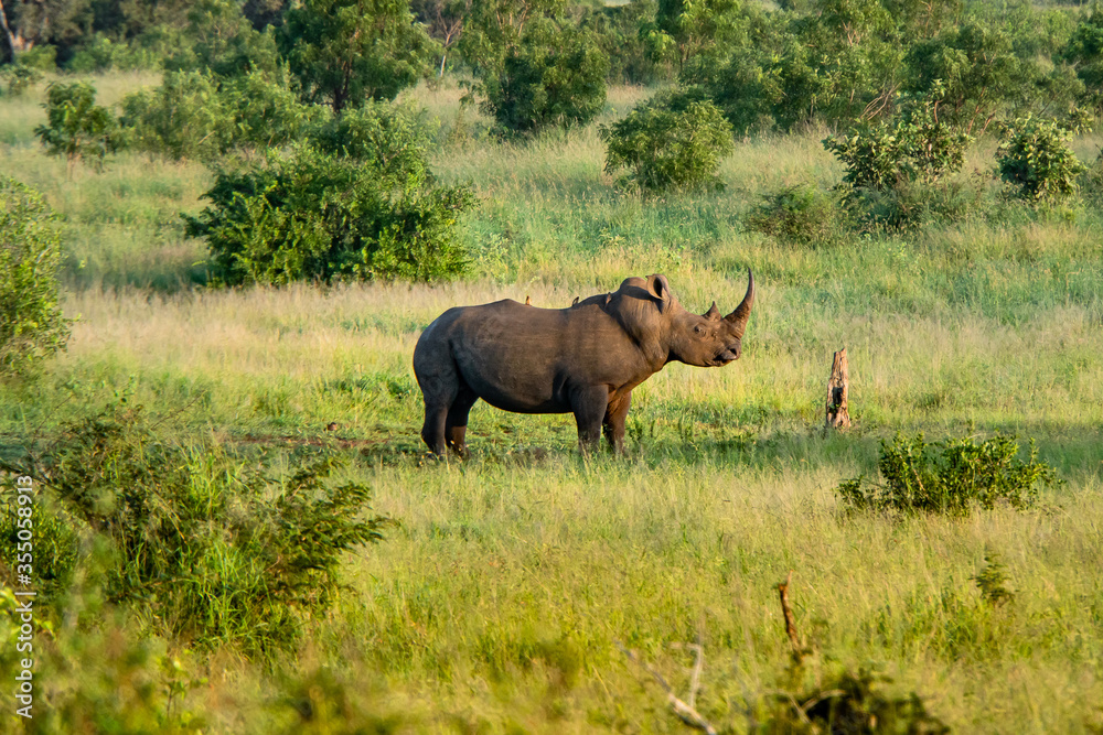 rhino in the grass of the Kruger National Park, in South Africa rhino in the grass of the Kruger National Park, in South Africa