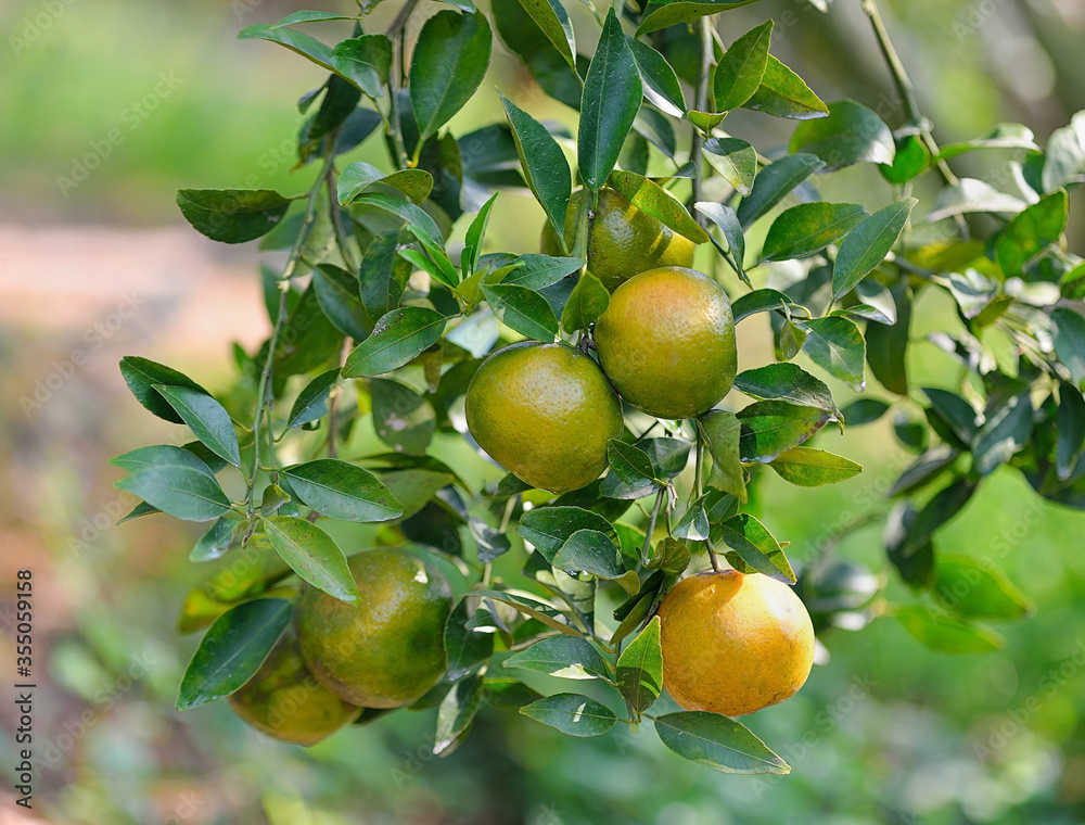Orange trees with fruits on plantation