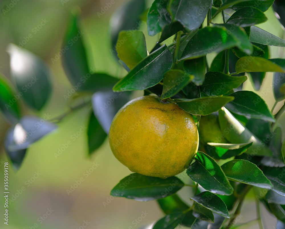 Orange trees with fruits on plantation Orange trees with fruits on plantation