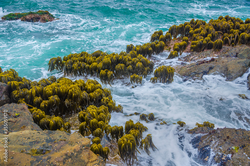 Kelp in Tidal Area of Bean Hollow Beach, California, USA photo