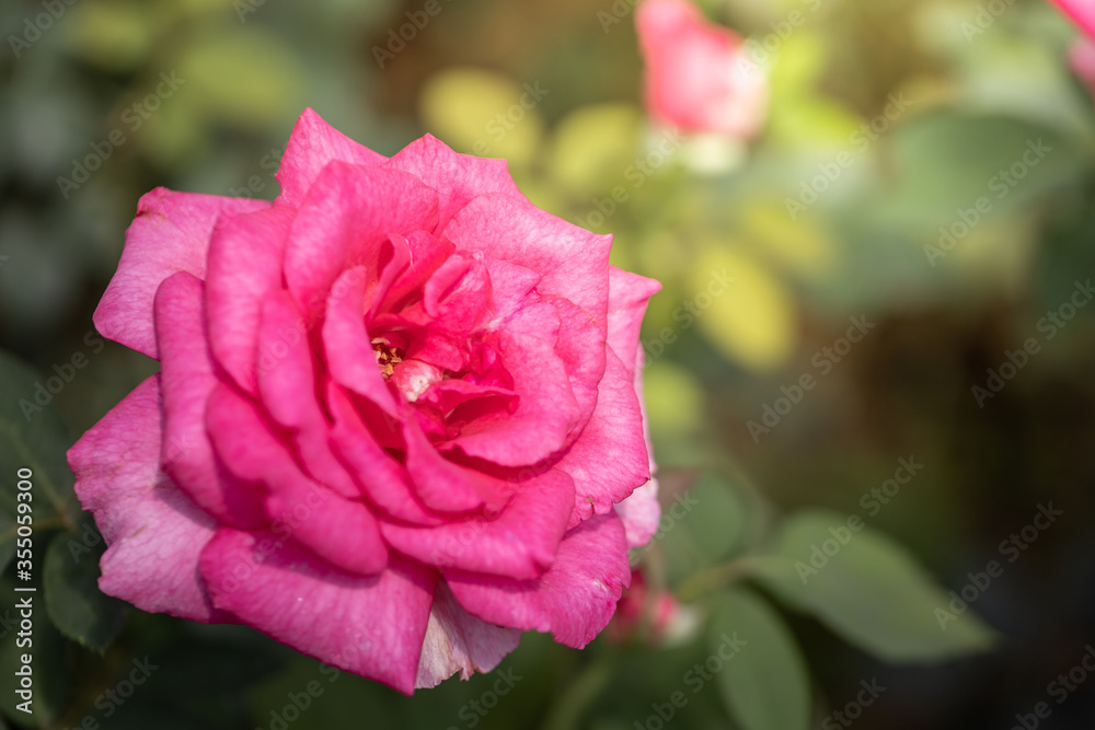 Roses in the garden Roses in the garden