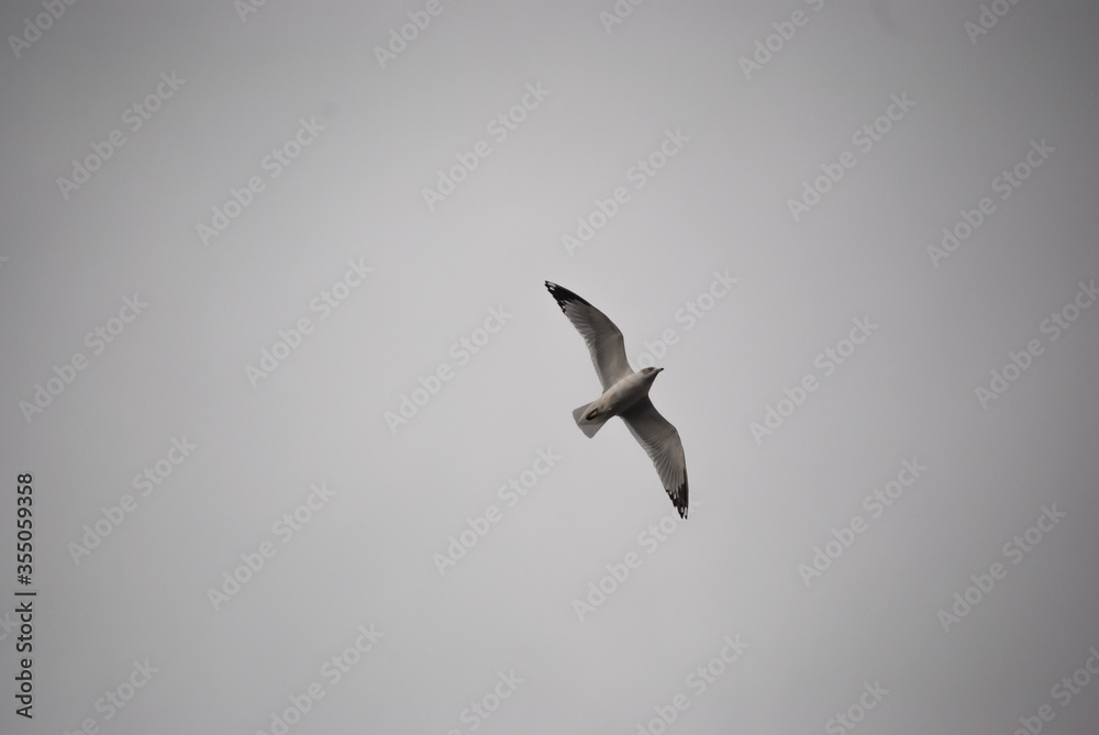 A Lone Seagull In The Sky Wings Spread Background Copy Space A Lone Seagull In The Sky Wings Spread Background Copy Space