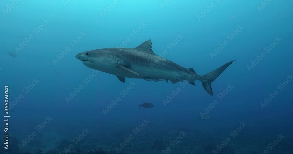 Tiger shark in the Pacific Ocean. Underwater life with fishes and a shark swimming near coral reef in the Ocean. Diving in the clear water 4K Tiger shark in the Pacific Ocean. Underwater life with fishes and a shark swimming near coral reef in the Ocean. Diving in the clear water 4K