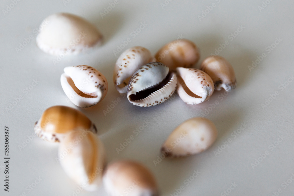 Rare cowrie shells on white table surface.