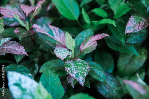 plant, leaf, green, leaves, mint, nature, herb, garden, peppermint, fresh, foliage, tree, flora, food, macro, flower, herbal, summer, tea, growth, spice, close-up, natural, nettle, spearmint