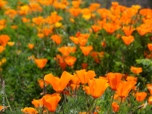 California Poppies, Big Sur, California, USA