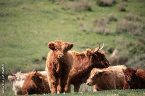 highland cow and calf